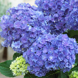 Hydrangea You & Me Together Blue