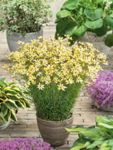 Coreopsis verticill. Moonbeam