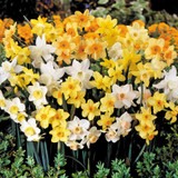 Narcissus Jonquilla Mix