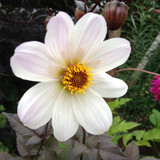 Dahlia 'Bishop of Dover'
