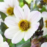 Dahlia 'Bishop of Dover'