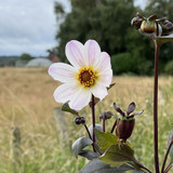 Dahlia 'Bishop of Dover'