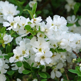 Exochorda macrantha The Bride