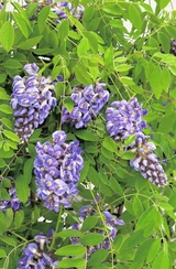 Wisteria Amethyst Falls