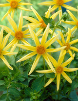 Dahlia Honka Yellow