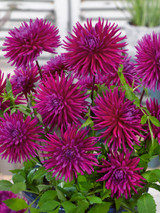 Dahlia Purple Gem