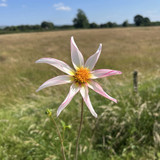 Dahlia Honka White