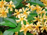 Trachelospermum Star of Toscane