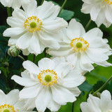 Anemone hybrida 'Whirlwind'