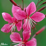 Gaura Siskiyou Pink