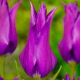 Tulip 'Purple Dream'