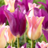 Tulip 'Purple Dream'