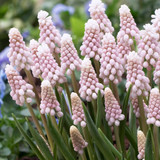 Muscari 'Pink Sunrise'