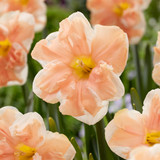 Narcissus  'Apricot Whirl'