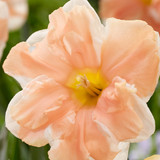 Narcissus  'Apricot Whirl'