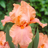 Iris Germanica Pretty Print