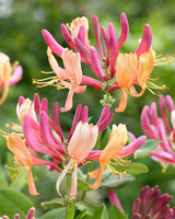 Honeysuckle American Beauty