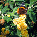 Buddleia Weyeriana Sungold