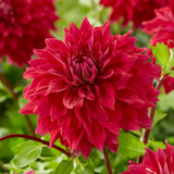 Dahlia 'Babylon Red'