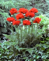 Papaver Giant King Kong