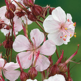 Geranium cantabrigiense Biokovo