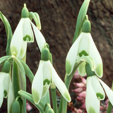 Galanthus nivalis 'Viridapice'