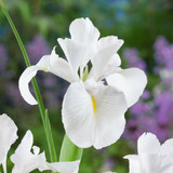 Iris latifolia 'Montblanc'