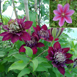 Clematis Temptation