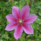 Clematis Temptation