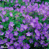 Geranium Johnson's Blue