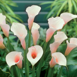Zantedeschia aethiopica Pink Mist (Calla Lily)