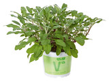 Green Sage