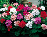 Geranium Century F1 Mixed (Rapid Plugs)