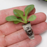 Geranium Century F1 Mixed (Rapid Plugs)