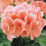 Geranium Century F1 Coral