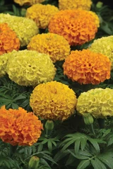 Marigold Taishan Mix F1