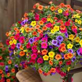 Calibrachoa & Million Bells Trailing Mix