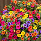 Calibrachoa Million Bells Super Mix