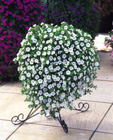 Calibrachoa Million Bells Trailing White