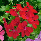 Geranium Ivy Leaf Rainbow Red