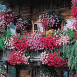 Geranium Ivy Leaf Rainbow Red