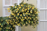Begonia Million Kiss Honeymoon