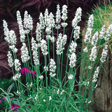 Lavender Alba