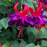 Fuchsia Giant Voodoo