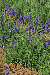 Lavender Hidcote