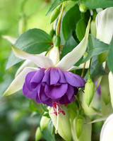 Fuchsia Blue Angel