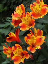 Alstroemeria Indian Summer