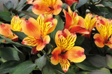 Alstroemeria Indian Summer