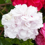 Geranium Sybil White Pearl