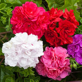 Geranium Sybil White Pearl